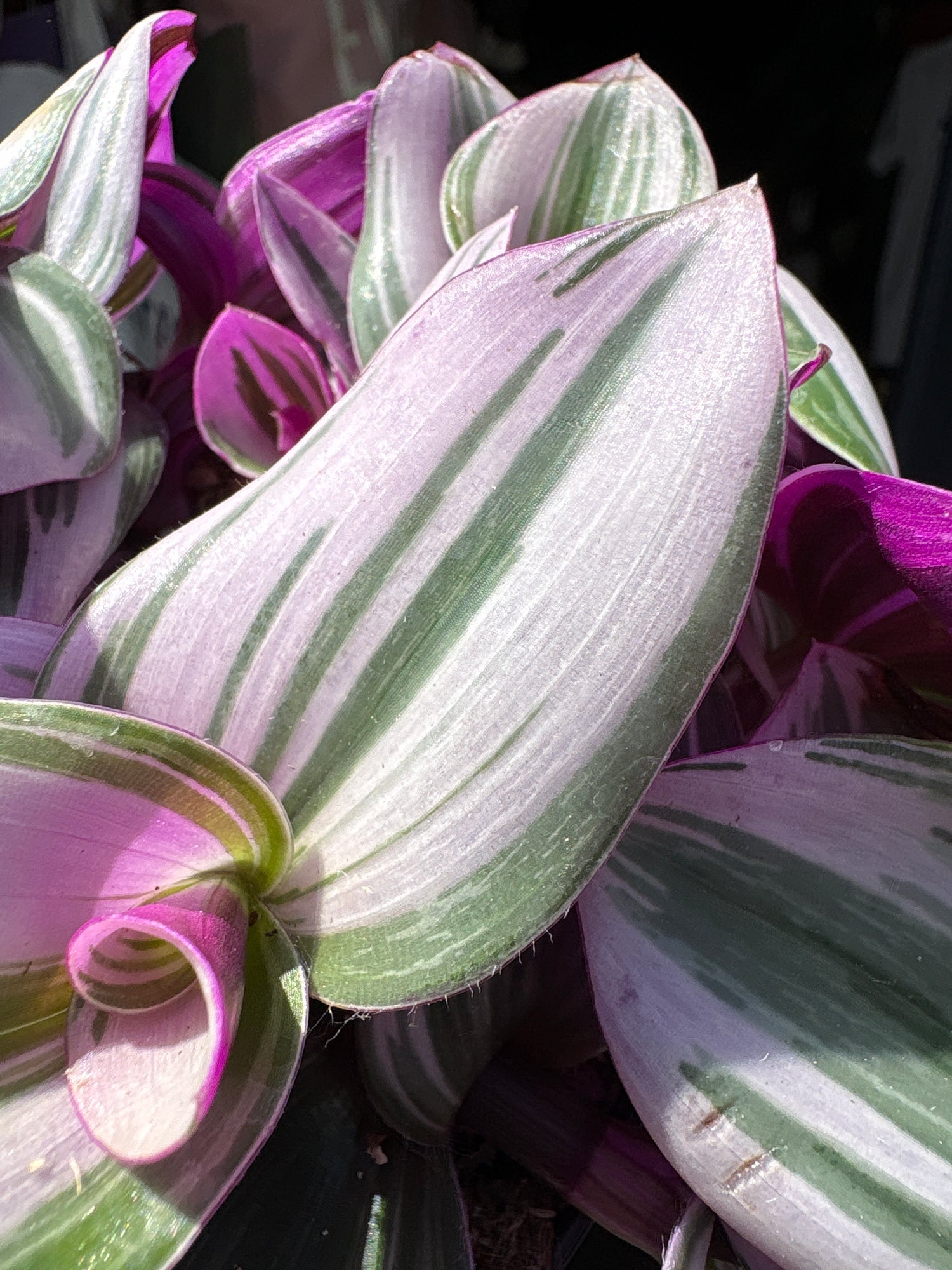 Tradescantia ‘Nanouk’ houseplant outside Urban Tropicana plant shop in Chiswick, London