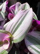 Tradescantia ‘Nanouk’ houseplant outside Urban Tropicana plant shop in Chiswick, London