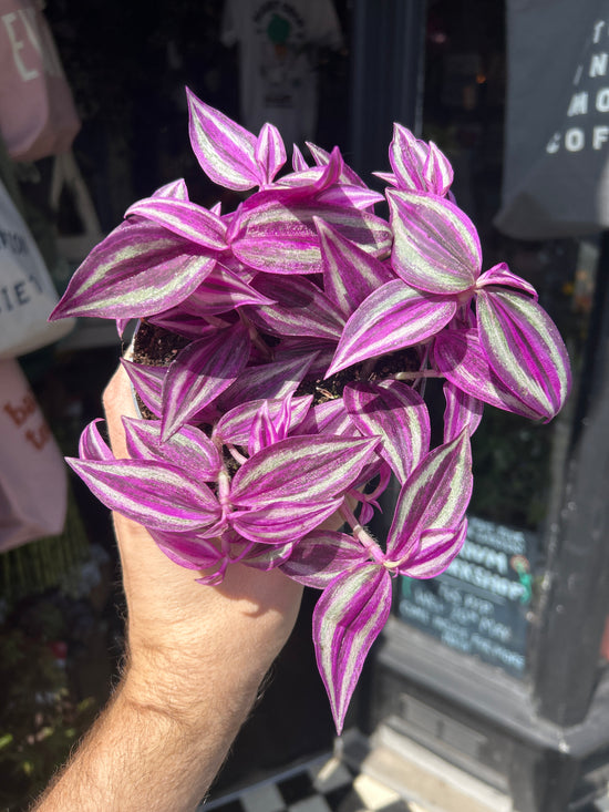 Tradescantia ‘Pink Paradise’ houseplant outside Urban Tropicana plant shop in Chiswick, London