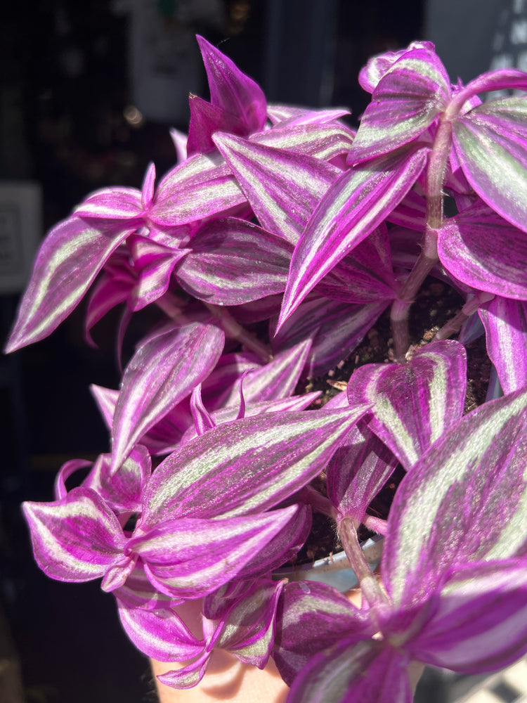 Tradescantia ‘Pink Paradise’ houseplant outside Urban Tropicana plant shop in Chiswick, London