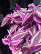 Tradescantia ‘Pink Paradise’ houseplant outside Urban Tropicana plant shop in Chiswick, London