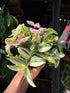 Tradescantia ‘Quadricolor’ houseplant in 12cm pot outside Urban Tropicana plant shop in Chiswick, London