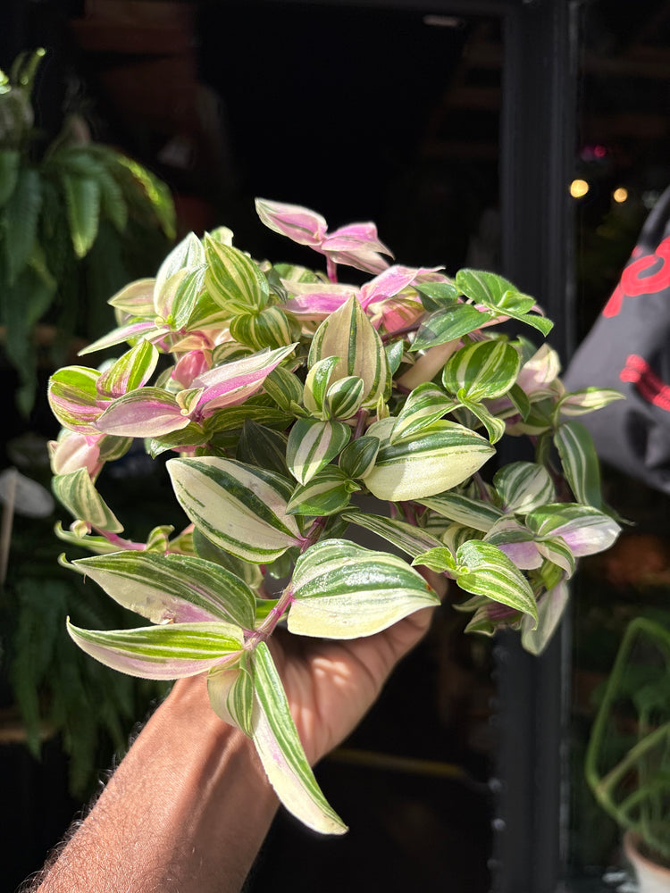 Tradescantia ‘Quadricolor’ houseplant in 12cm pot outside Urban Tropicana plant shop in Chiswick, London
