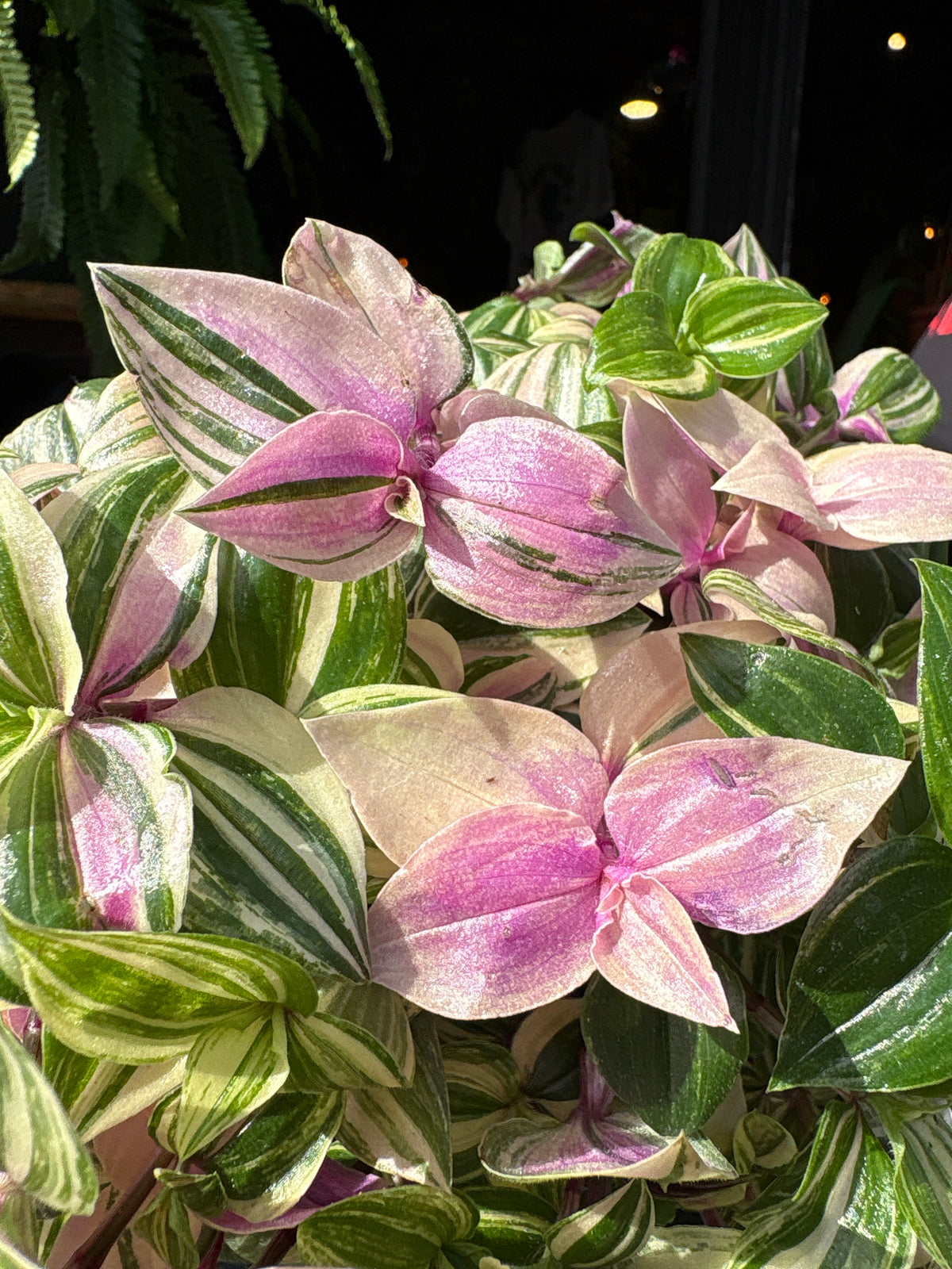 Tradescantia ‘Quadricolor’ houseplant in 12cm pot outside Urban Tropicana plant shop in Chiswick, London