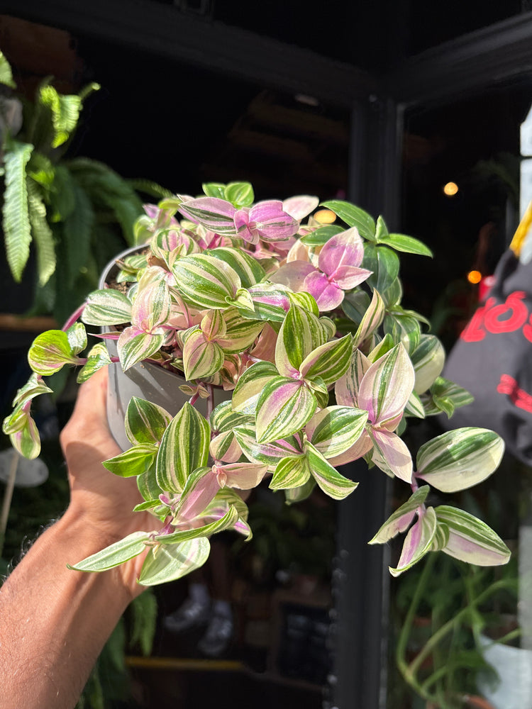 Tradescantia ‘Quadricolor’ houseplant in 12cm pot outside Urban Tropicana plant shop in Chiswick, London