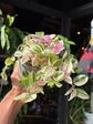 Tradescantia ‘Quadricolor’ houseplant in 12cm pot outside Urban Tropicana plant shop in Chiswick, London