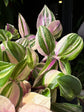 Tradescantia ‘Quadricolor’ houseplant in 12cm pot outside Urban Tropicana plant shop in Chiswick, London