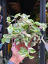 Tradescantia Quadricolor, also known as a wandering Jew plant, in front of Urban Tropicana’s plant shop in Chiswick London