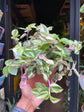 Tradescantia Quadricolor, also known as a wandering Jew plant, in front of Urban Tropicana’s plant shop in Chiswick London