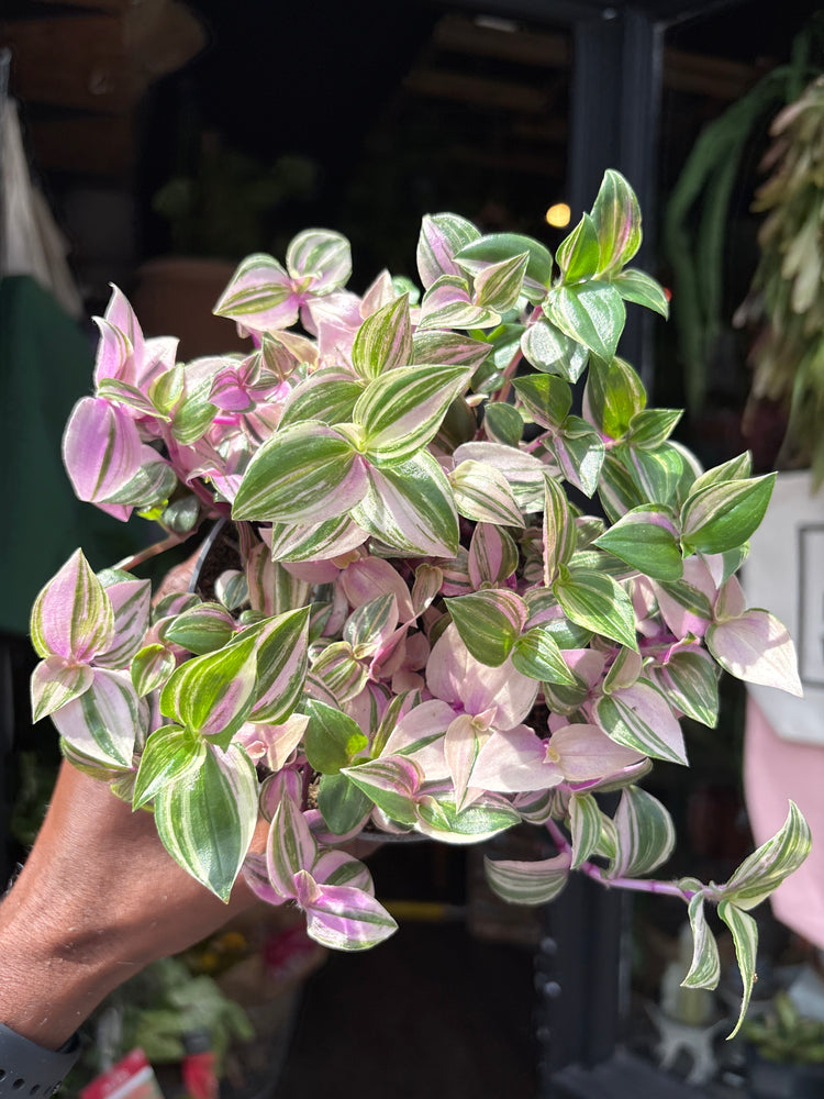 
A Tradescantia Quadricolour plant in front of Urban Tropicana’s plant shop in Chiswick, London
