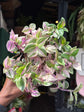 
A Tradescantia Quadricolour plant in front of Urban Tropicana’s plant shop in Chiswick, London