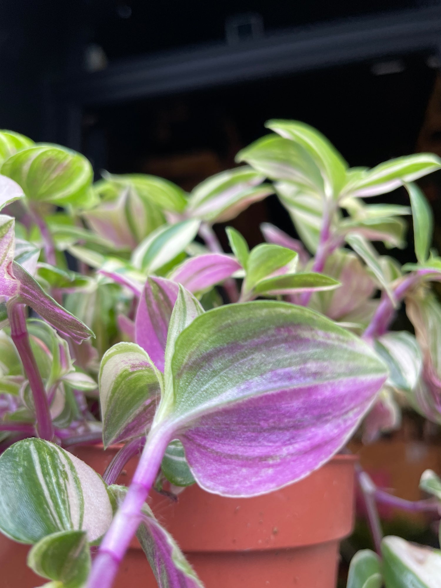 A Tradiscantia Quadricolor plant, also known as a Wandering Jew plant, in front of Urban Tropicana’s plant shop in Chiswick London