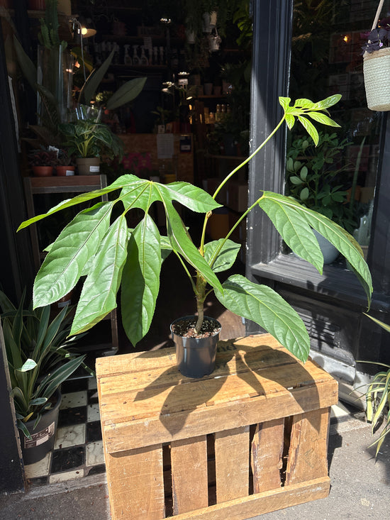 A Trevesia Burckii plant in front of Urban Tropicana’s Plant Shop in Chiswick London
