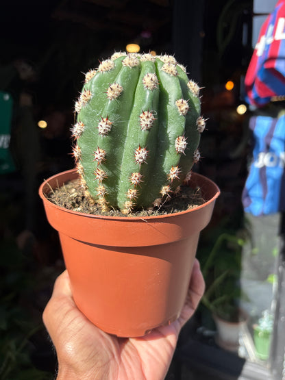 Trichocereus grandiflorus cactus in 13cm pot outside Urban Tropicana plant shop in Chiswick, London