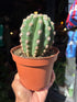 Trichocereus grandiflorus cactus in 13cm pot outside Urban Tropicana plant shop in Chiswick, London