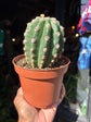 Trichocereus grandiflorus cactus in 13cm pot outside Urban Tropicana plant shop in Chiswick, London