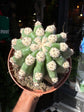 Trichocereus grandiflorus cactus in 13cm pot outside Urban Tropicana plant shop in Chiswick, London