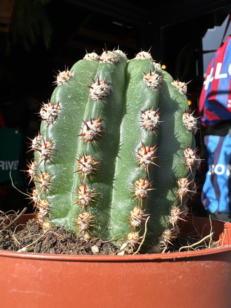Trichocereus grandiflorus cactus in 13cm pot outside Urban Tropicana plant shop in Chiswick, London