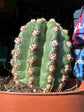 Trichocereus grandiflorus cactus in 13cm pot outside Urban Tropicana plant shop in Chiswick, London