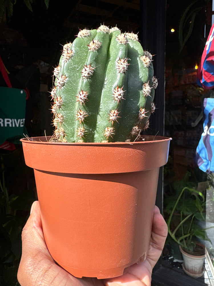 Trichocereus grandiflorus cactus in 13cm pot outside Urban Tropicana plant shop in Chiswick, London