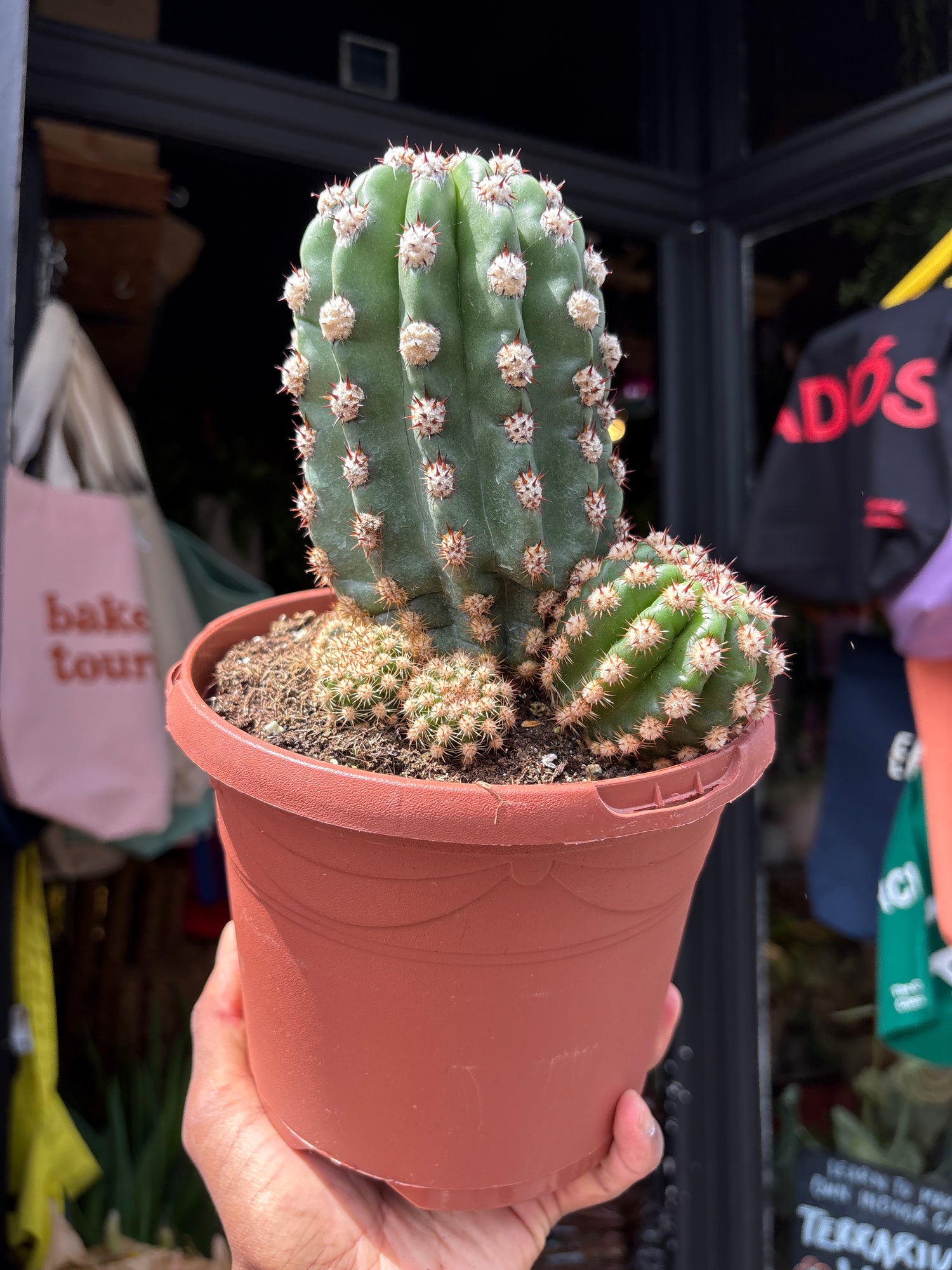 A Trichocereus Hybrid Purpureopilosus x Trichocereus Thelegonus in front of Urban Tropicana’s plant shop in Chiswick, London