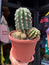A Trichocereus Hybrid Purpureopilosus x Trichocereus Thelegonus in front of Urban Tropicana’s plant shop in Chiswick, London