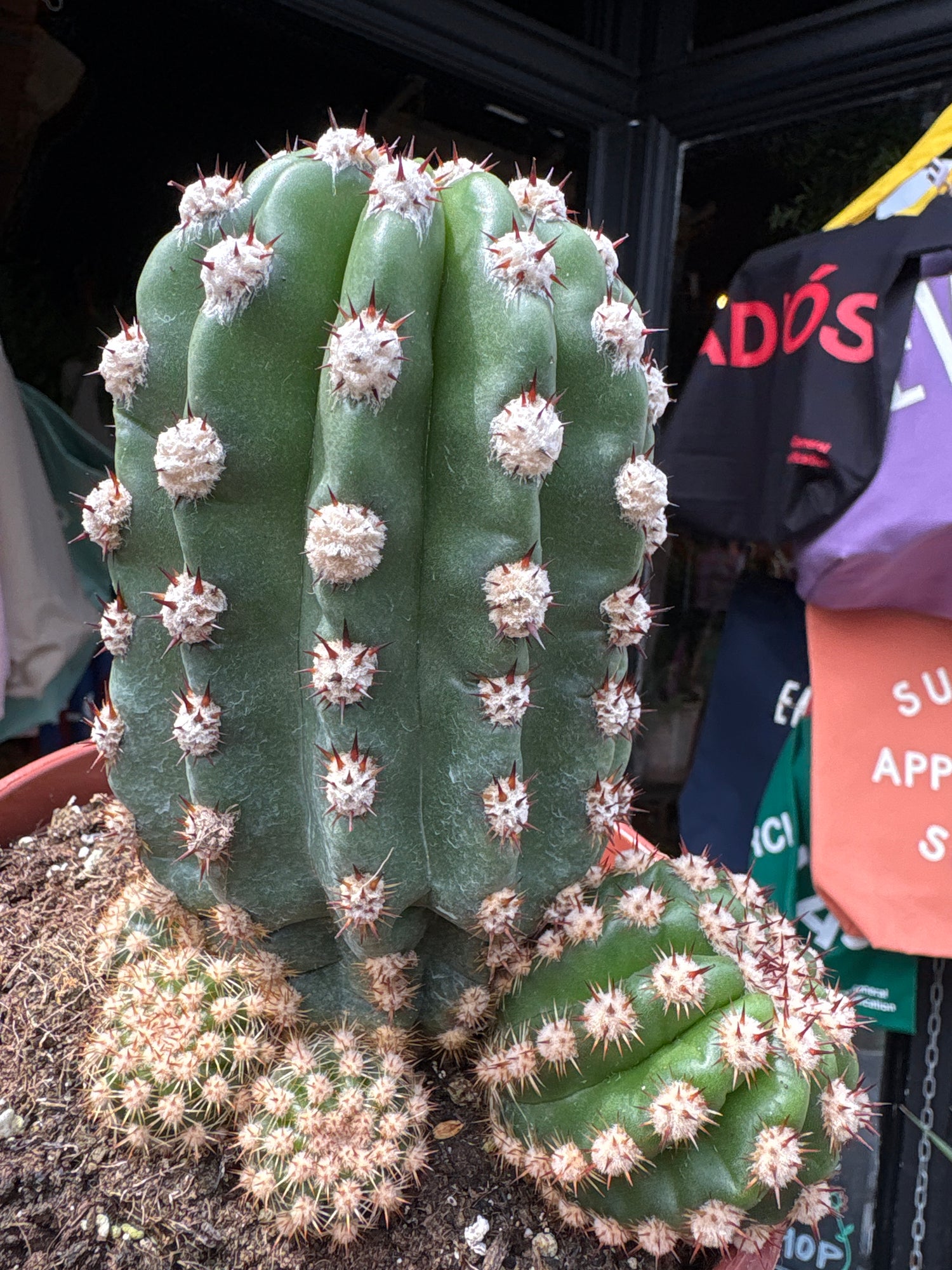 A Trichocereus Hybrid Purpureopilosus x Trichocereus Thelegonus plant in front of Urban Tropicana’s plant shop in Chiswick, London