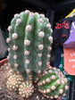 A Trichocereus Hybrid Purpureopilosus x Trichocereus Thelegonus plant in front of Urban Tropicana’s plant shop in Chiswick, London