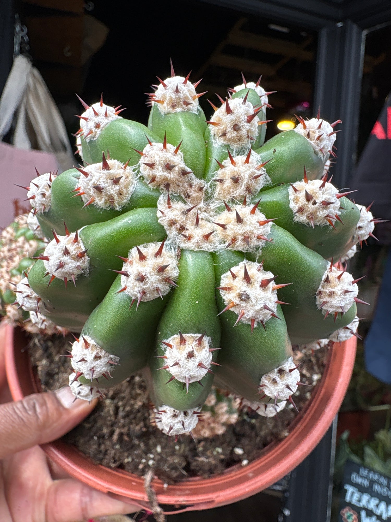 A Trichocereus Hybrid Purpureopilosus x Trichocereus Thelegonus plant in front of Urban Tropicana’s plant shop in Chiswick, London