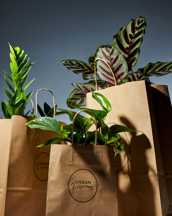Tropical Houseplants in Paper Bags in front of a blue background