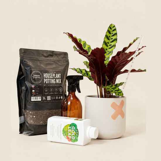 A potted houseplant arrangement on a light beige background, including a black bag of houseplant potting mix, a small amber spray bottle, a white bottle of liquid fertilizer, and a white ceramic planter with a peach X accent holding a green and burgundy plant.