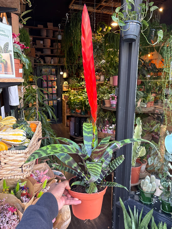 A Vriesea ‘Era’ plant in front of Urban Tropicana’s Plant Shop in Chiswick London