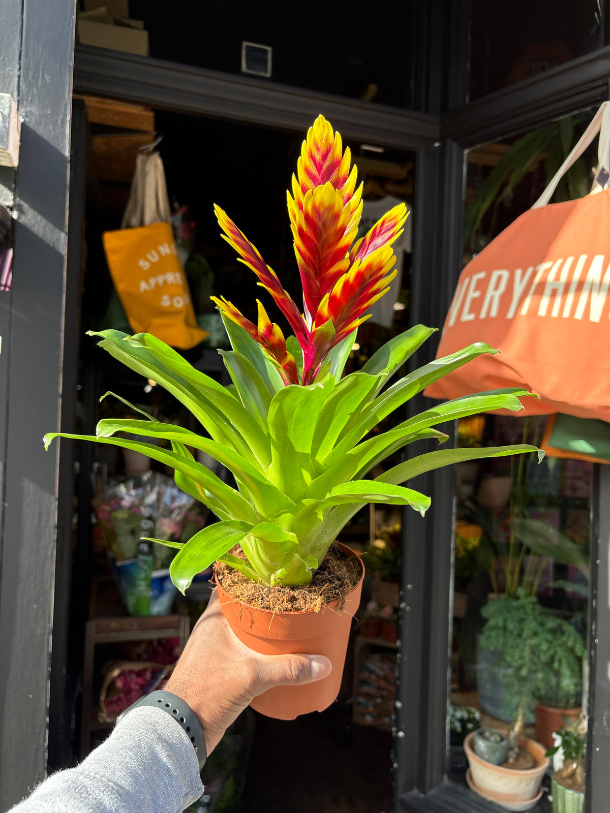 A Vriesea ‘Intenso Purple Flame’ bromeliad, with vivid purple central bracts, outside Urban Tropicana’s Plant Shop in Chiswick, London