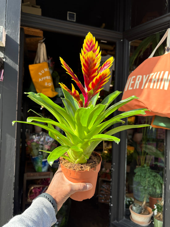 A Vriesea ‘Intenso Purple Flame’ bromeliad, with vivid purple central bracts, outside Urban Tropicana’s Plant Shop in Chiswick, London