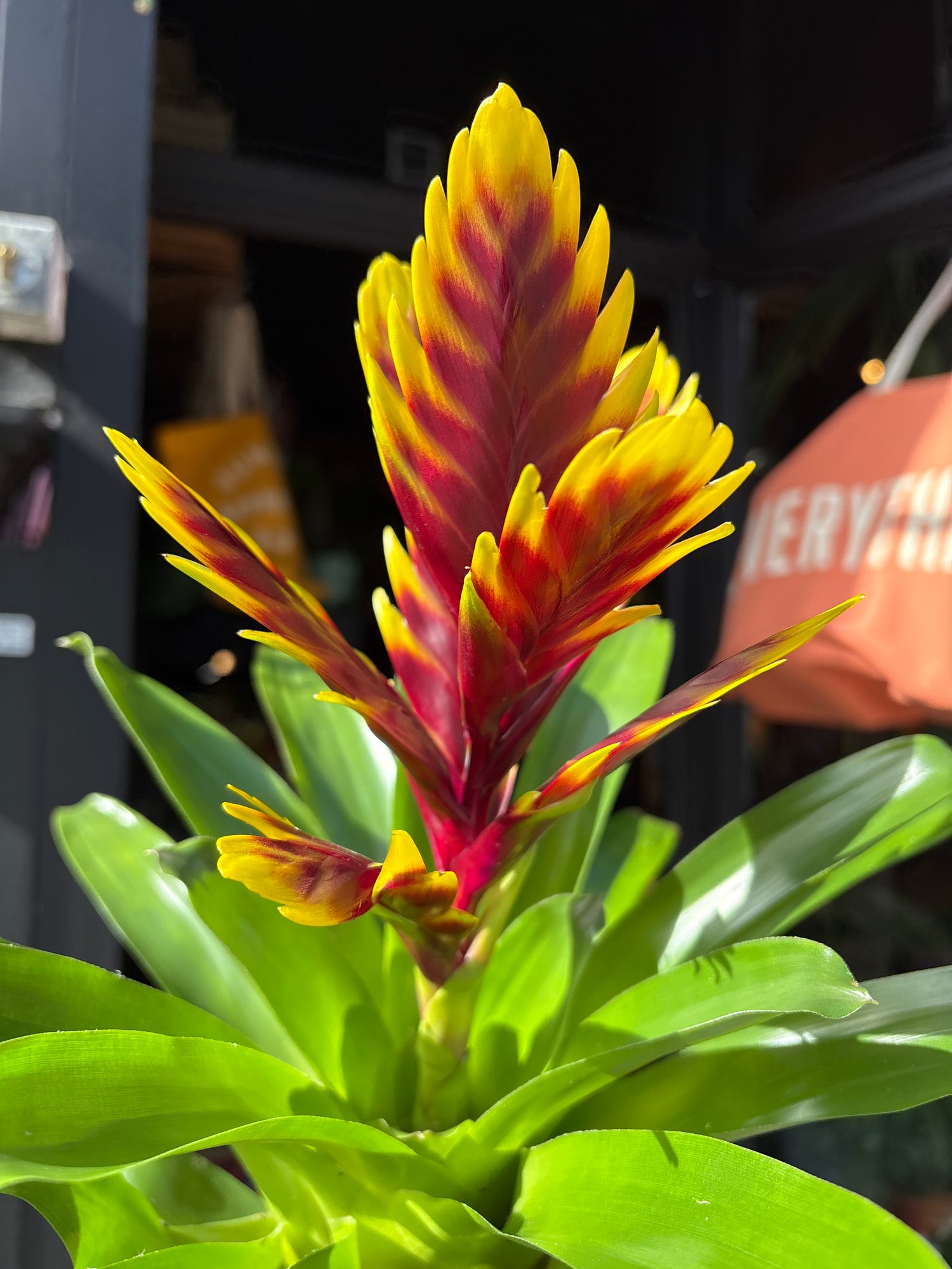 A striking Vriesea ‘Intenso Purple Flame’ plant, also called a bromeliad, displayed in front of Urban Tropicana in Chiswick, London