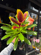Vriesea ‘Intenso Purple Flame’, a colorful bromeliad, standing near the entrance of Urban Tropicana’s Plant Shop, Chiswick, London