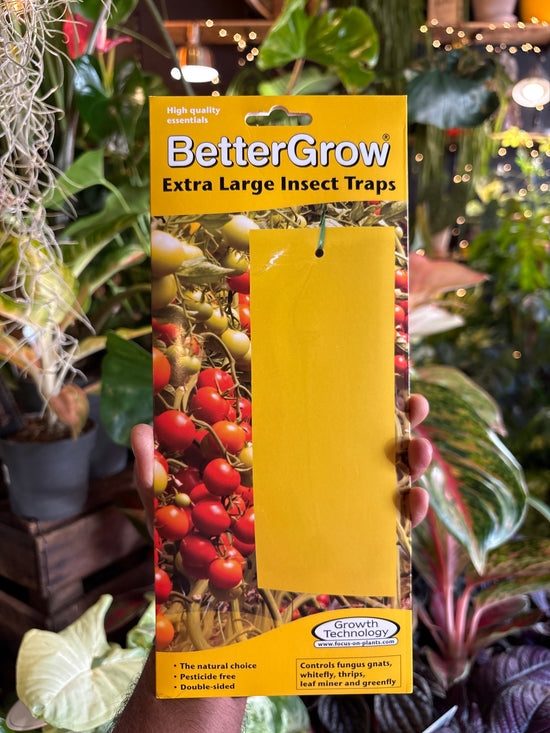 Extra large houseplant insect traps. Double sided, glue-coated and pesticide free. Controls fungus gnats, whitefly, thrips leaf miner ans greenfly. 