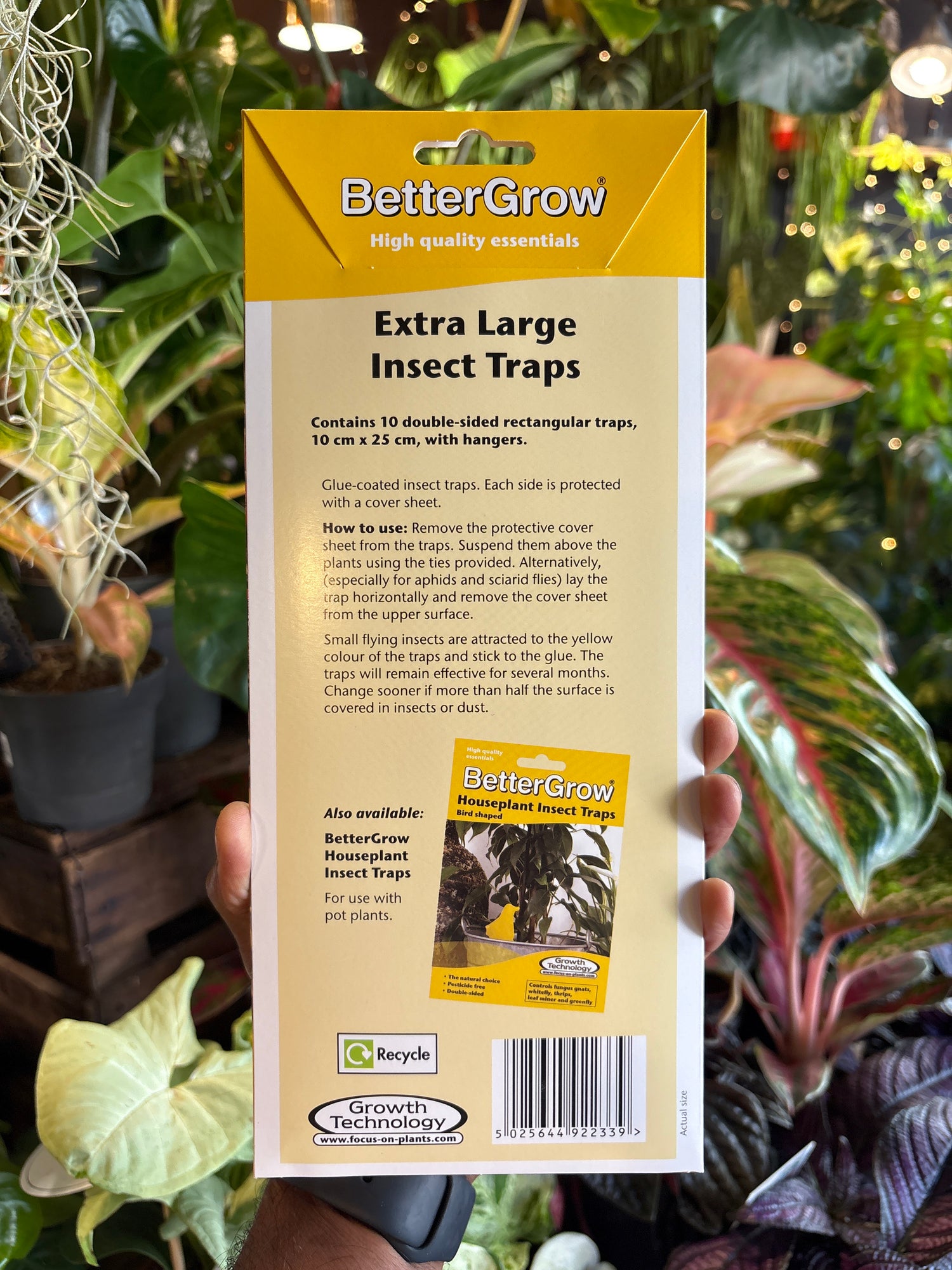 Extra large houseplant insect traps. Double sided, glue-coated and pesticide free. Controls fungus gnats, whitefly, thrips leaf miner ans greenfly. 