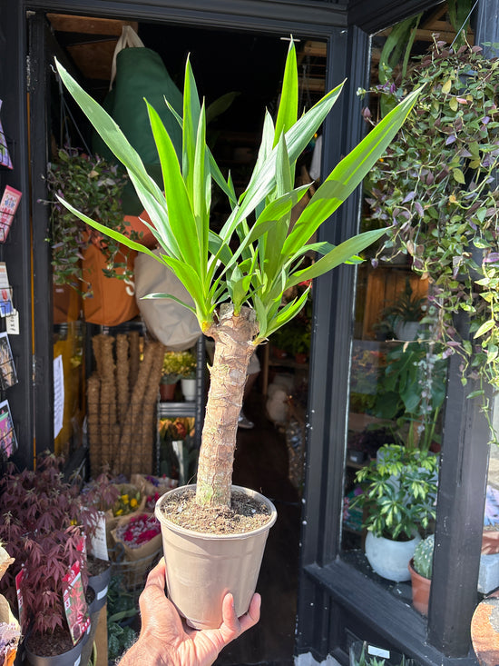 Yucca houseplant outside Urban Tropicana plant shop in Chiswick, London