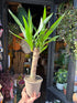 Yucca houseplant outside Urban Tropicana plant shop in Chiswick, London
