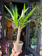 Yucca houseplant outside Urban Tropicana plant shop in Chiswick, London