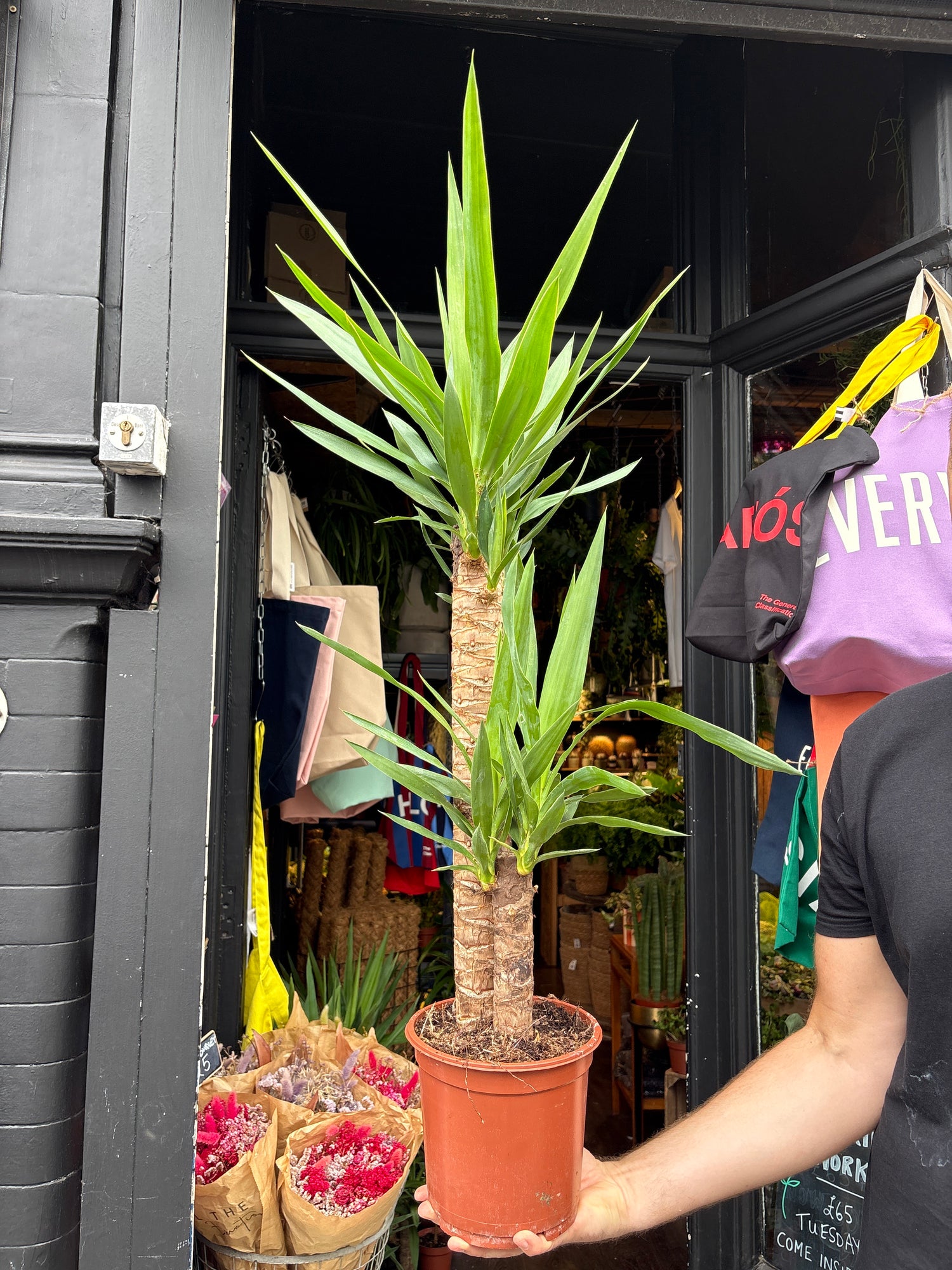 A Yucca plant in front of Urban Tropicana’s plant shop in Chiswick, London