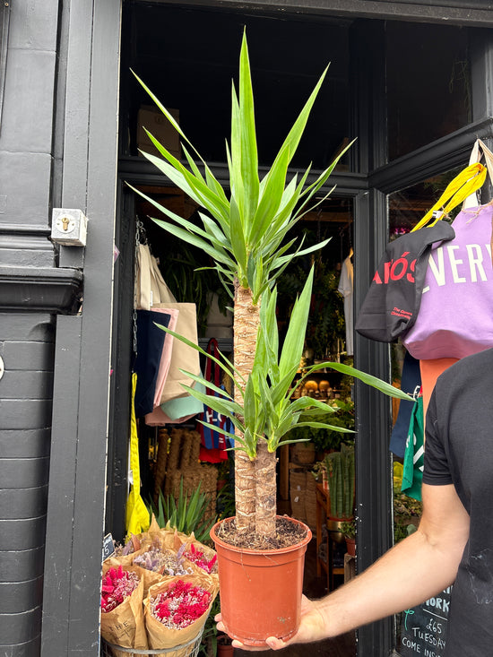 A Yucca plant in front of Urban Tropicana’s plant shop in Chiswick, London