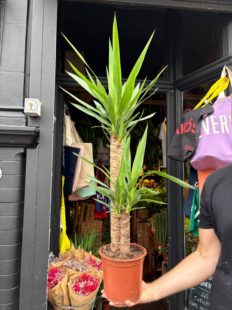 A Yucca plant in front of Urban Tropicana’s plant shop in Chiswick, London