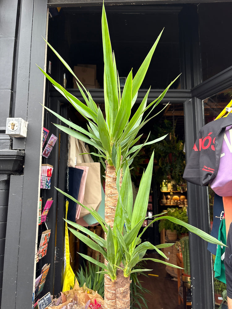 A Yucca plant in front of Urban Tropicana’s plant shop in Chiswick, London