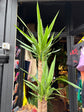 A Yucca plant in front of Urban Tropicana’s plant shop in Chiswick, London