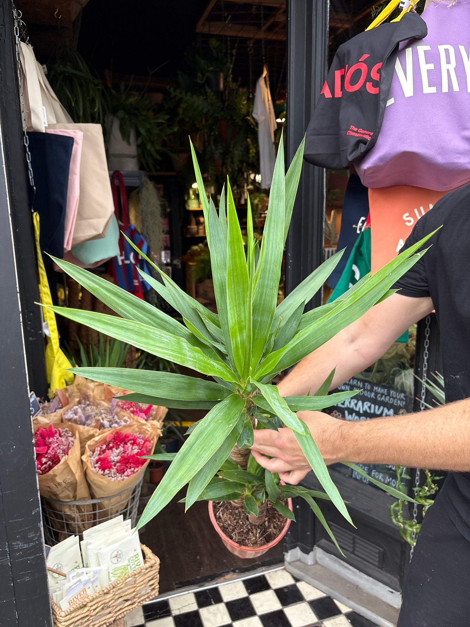 A Yucca plant in front of Urban Tropicana’s plant shop in Chiswick, London