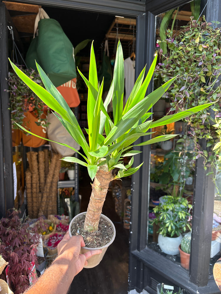 Yucca houseplant outside Urban Tropicana plant shop in Chiswick, London