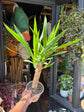 Yucca houseplant outside Urban Tropicana plant shop in Chiswick, London