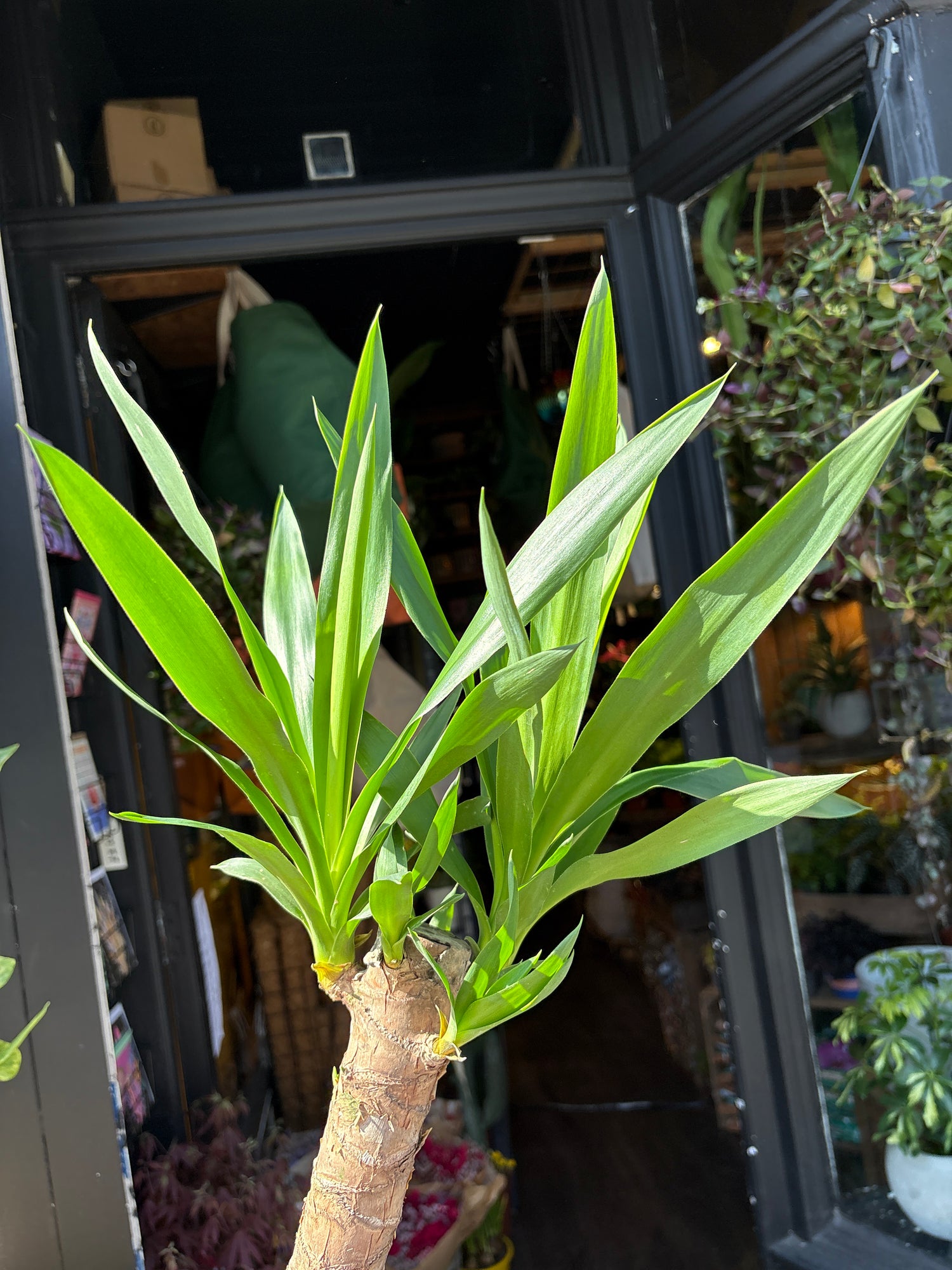 Yucca houseplant outside Urban Tropicana plant shop in Chiswick, London